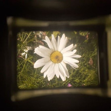 daisy