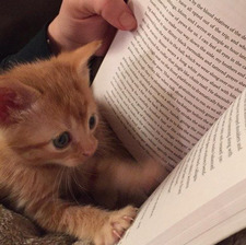 ⋆˙⟡  anissa  ⋆˙⟡