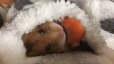 Greta