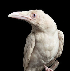 cephalophore
