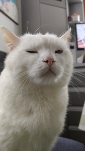 Simone