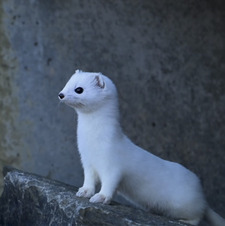 Ermine