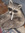 Christoffer Da Racoon Berglund