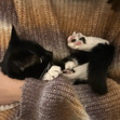 Zoe