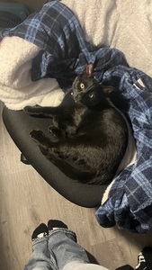 Maddyson Baumgartner