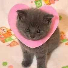 ⋆⁺₊⋆ ☾⋆⁺₊⋆