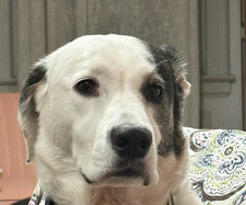 Sybil A