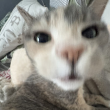 Toby