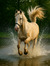 Femke