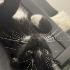 Tilly Gio