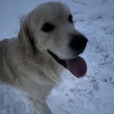Maja