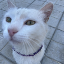 tam