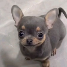 ᴛᴏꜱɪᴀ ☥ ݁ ˖ִ ࣪