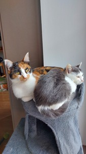 Maëllys ♡ ☆