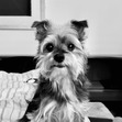 Cammi