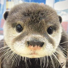 Eliška Pelíšková