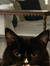 arwen