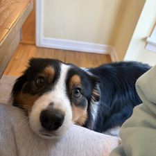 Ingrid Steinwandtner