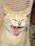 virgocat
