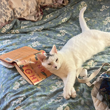 Kat