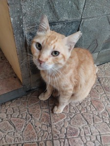 Dimitri