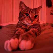 Ella