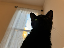Athena