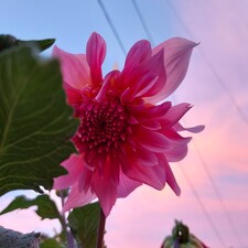 Jasmine(❁´◡`❁)Tea