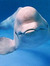beluga_...
