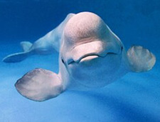 beluga_is_blu