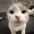 Chloé