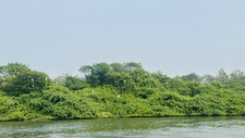 Hema dilli