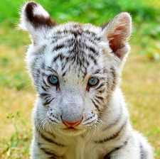 whiteXTiger17 Hawk