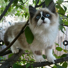 meow meow