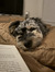 Alexis ...