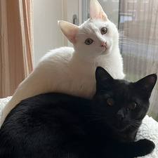  ╚═*.·:·.✧ lou ✧.·:·.*═╝