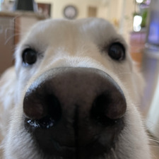 laya