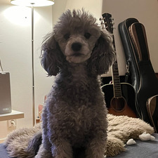 mimi