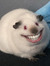 hansouwu