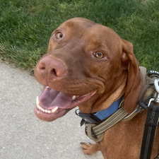 Tucker