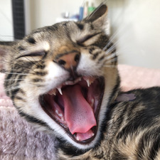 Gabby