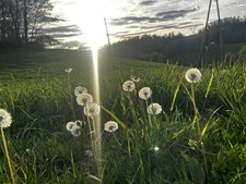 phynlea davis holbert