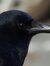 SimpleCrow