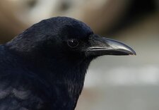 SimpleCrow