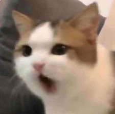 Cato