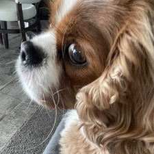 Bella Murphy