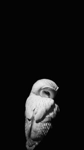 Barn Owl