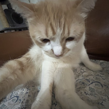 Tim