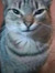 Siddiq