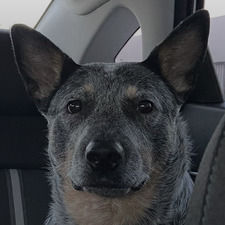 Jaz .